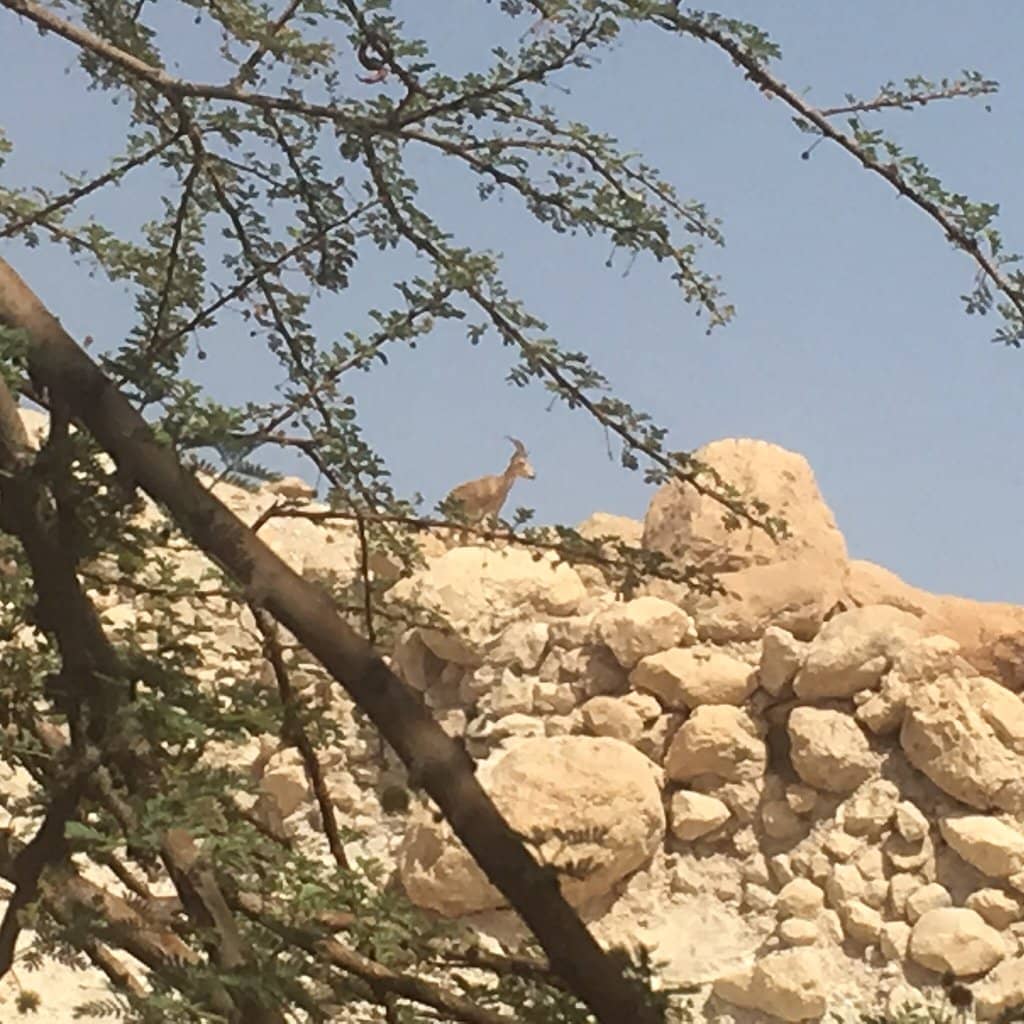 Nahal Arugot Trails