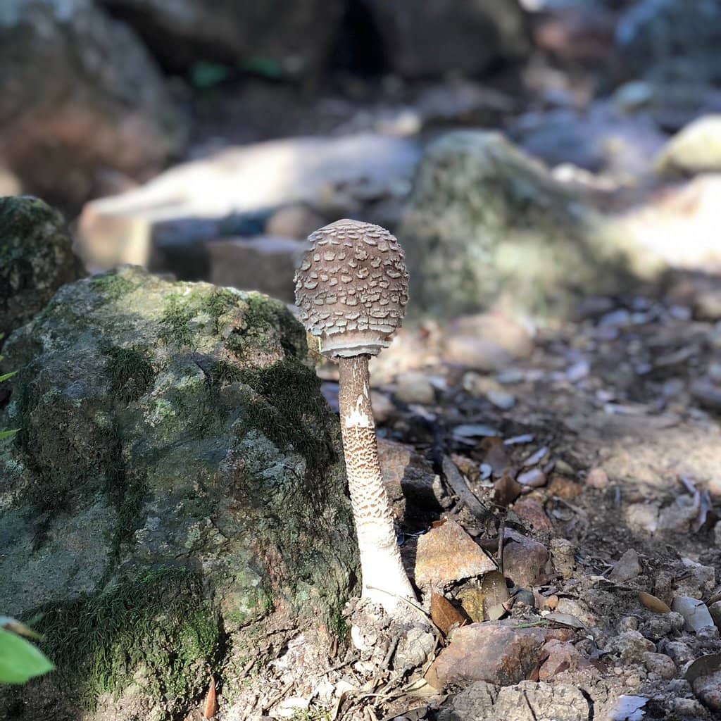 Scenic Hiking Trails