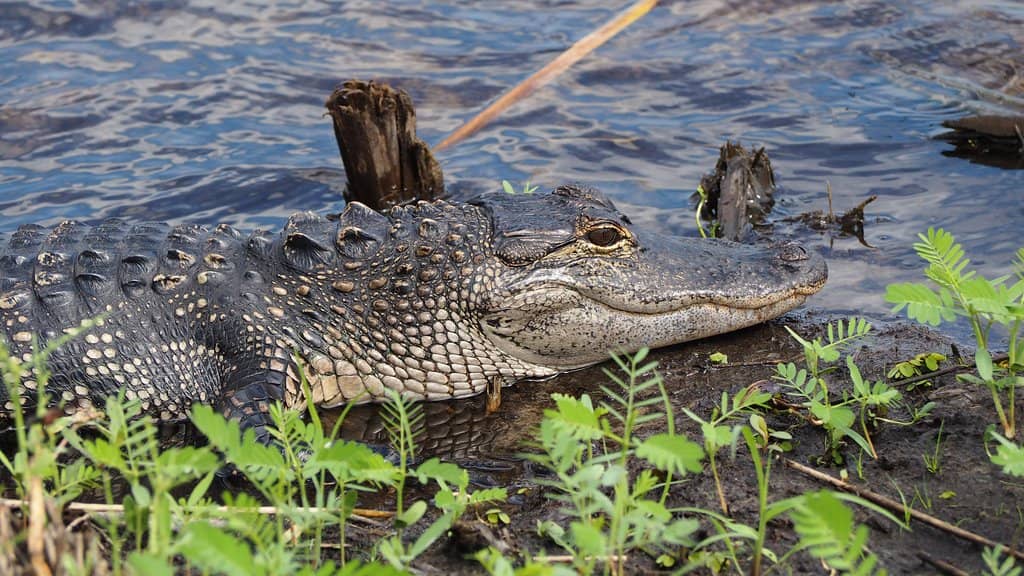 Extensive Trail Network