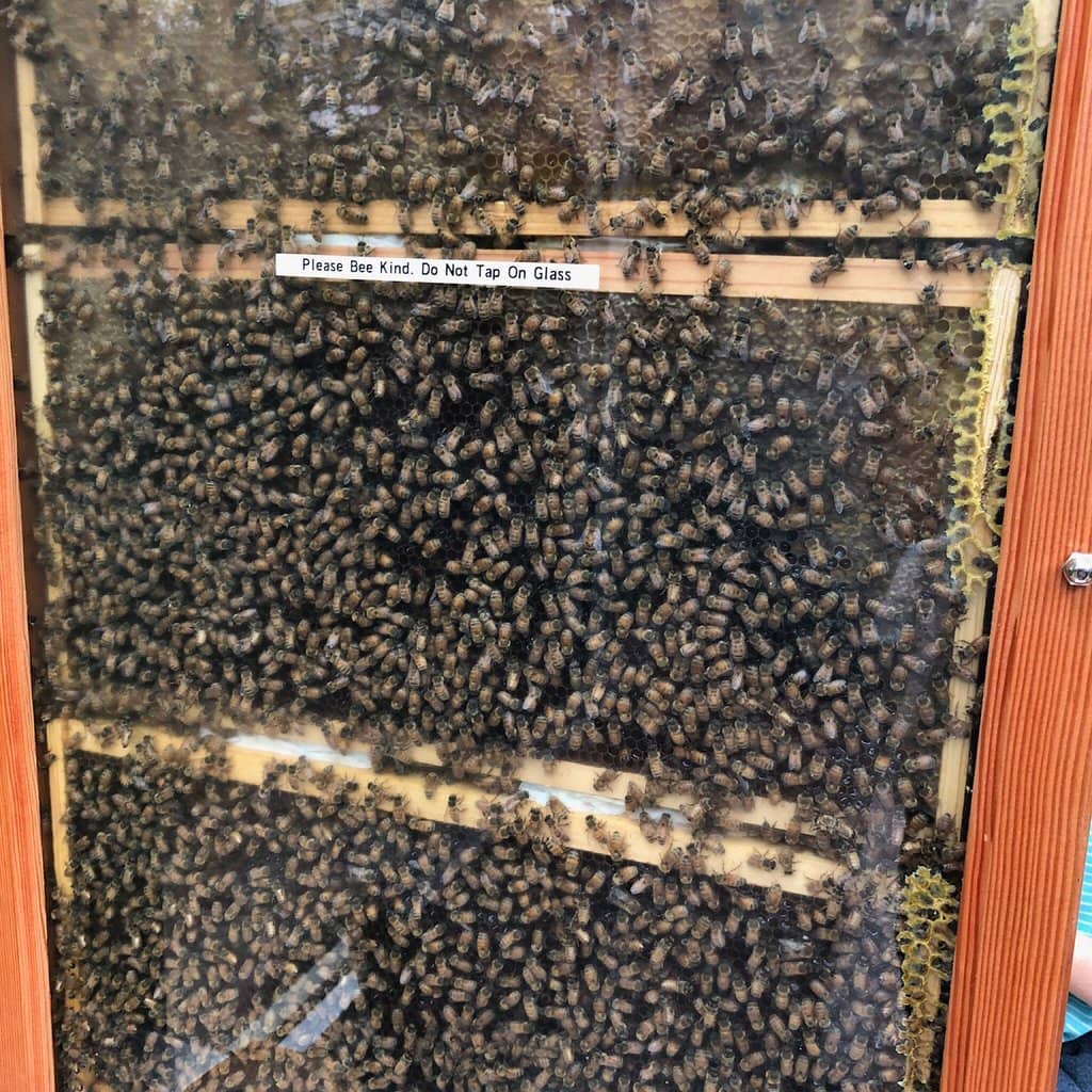 The Rainforest Conservatory