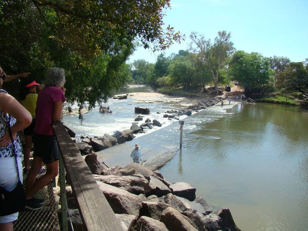 Crocodile Spectacle