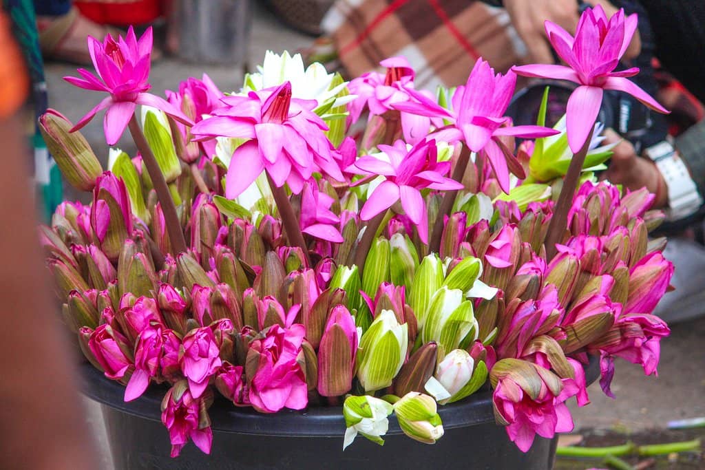 Siya Regalia Collection