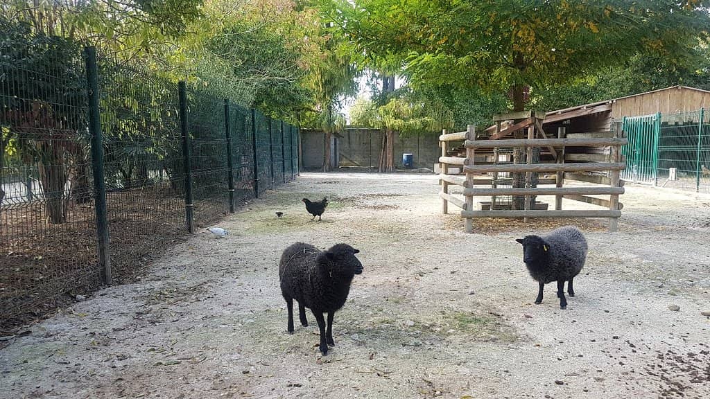 Shaded Walking Trails