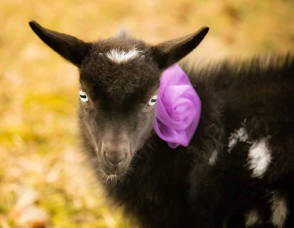 Meet Unique Animals