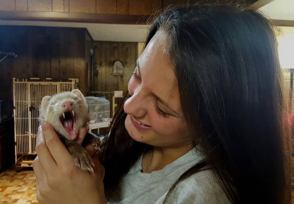 Petting Zoo Fun