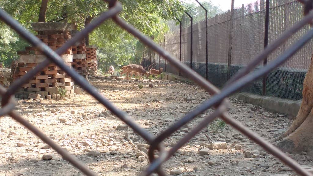The Deer Enclosure