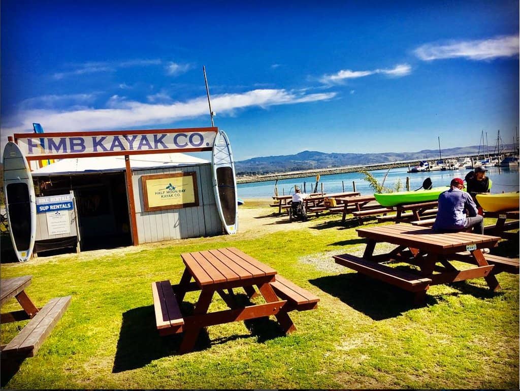 Pillar Point Harbor Wildlife