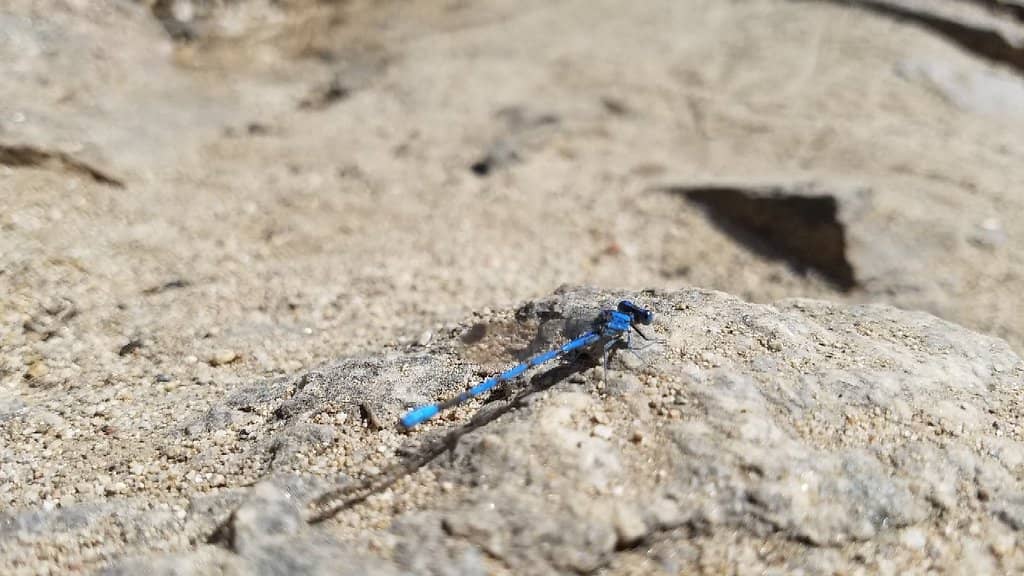 Murray Canyon & Seven Sisters Falls
