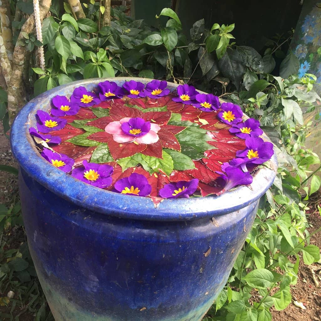 Ostrich and Donkey Encounters