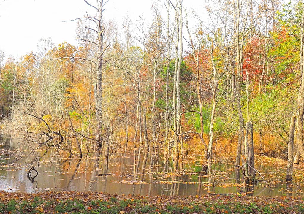 Barks & Tails Dog Park