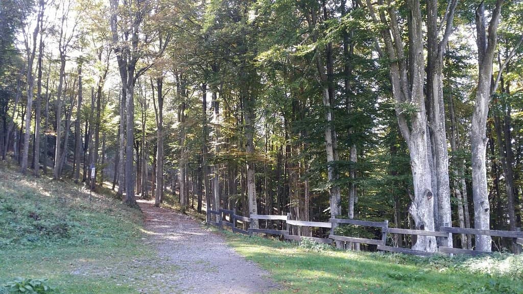 Scenic Forest Walk