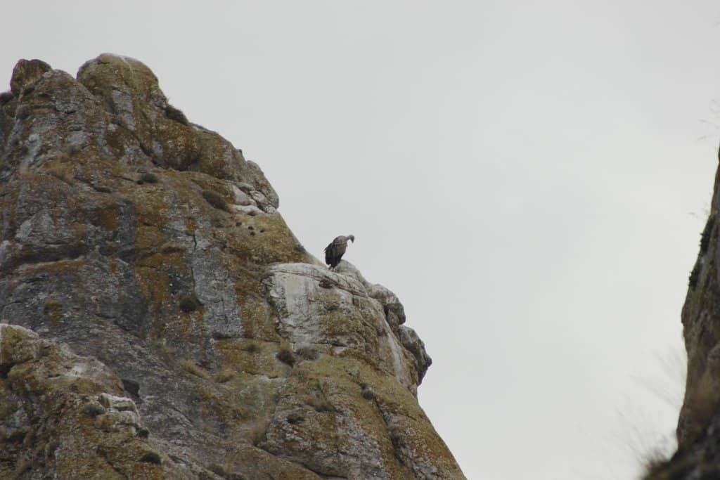 Griffon Vulture Spectacle