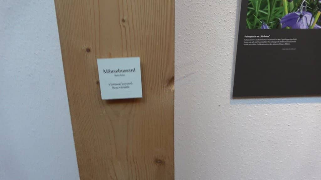 Black Forest Region Insights