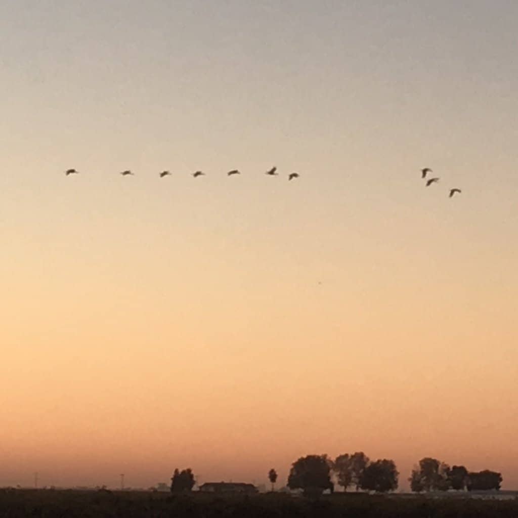 Diverse Birdlife
