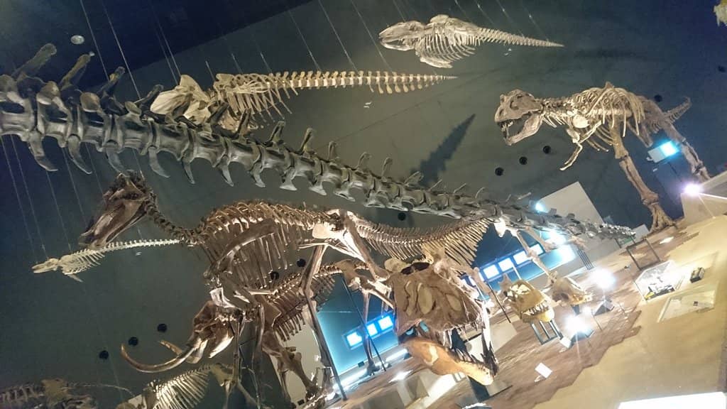Fossil Displays