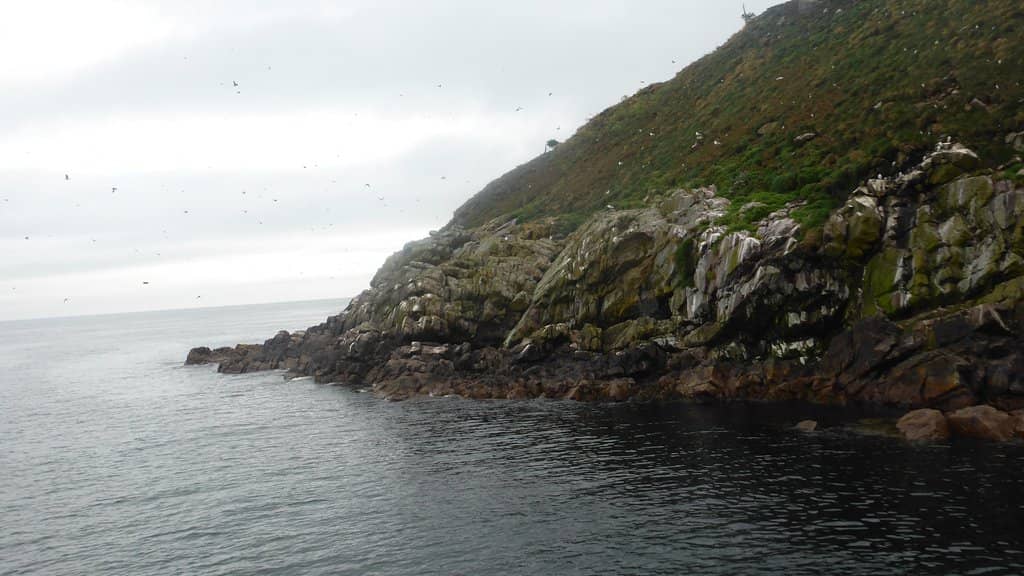 Seabird Spectacle