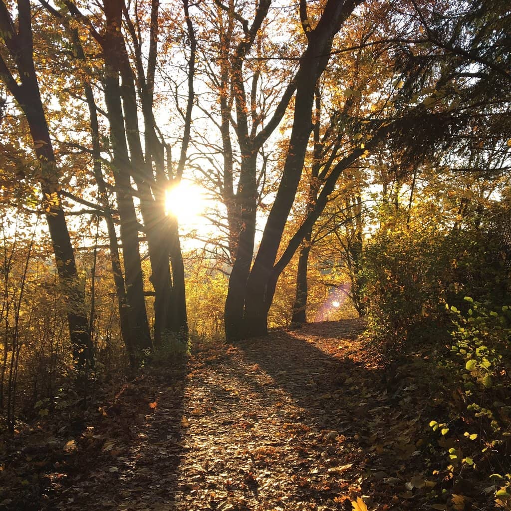 Water Buffalo Grazing