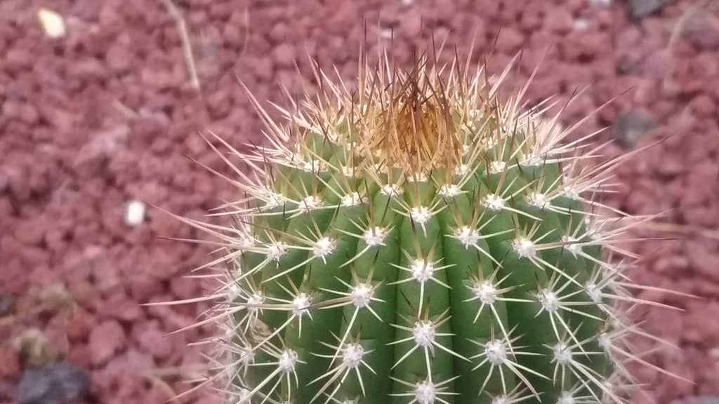 Botanical Garden Oasis