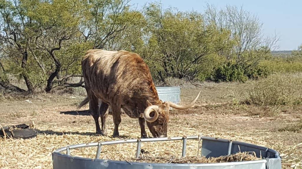 Local Art & Gift Shop