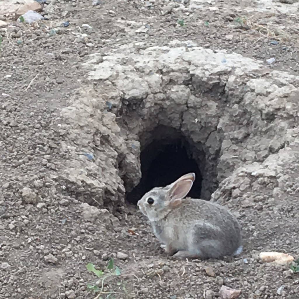 Peaceful Outdoor Escape