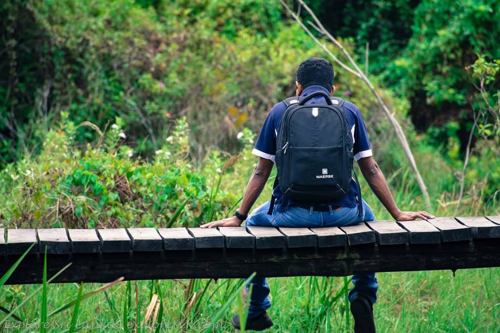 Tranquil Boardwalks