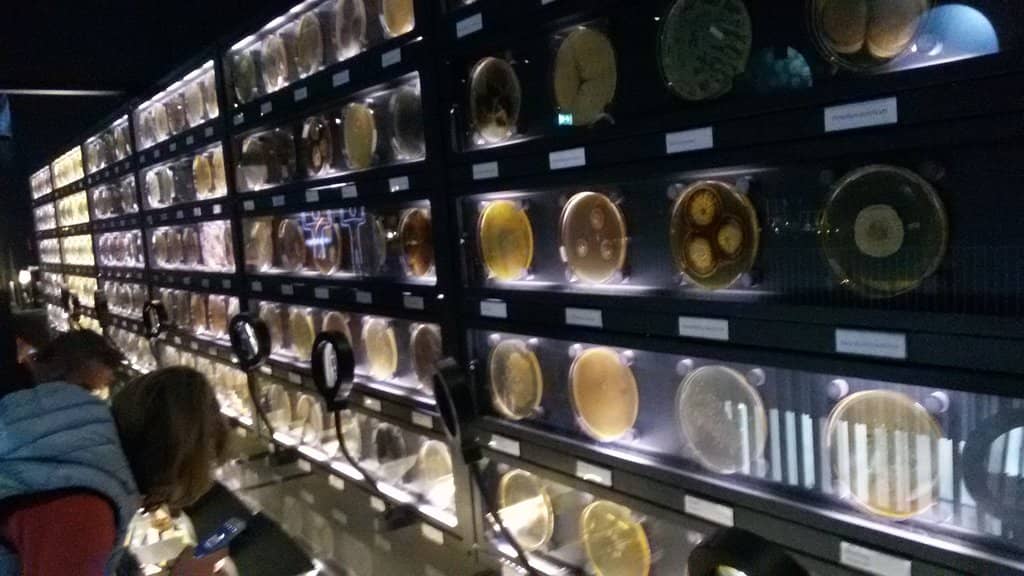 Living Microbe Exhibits