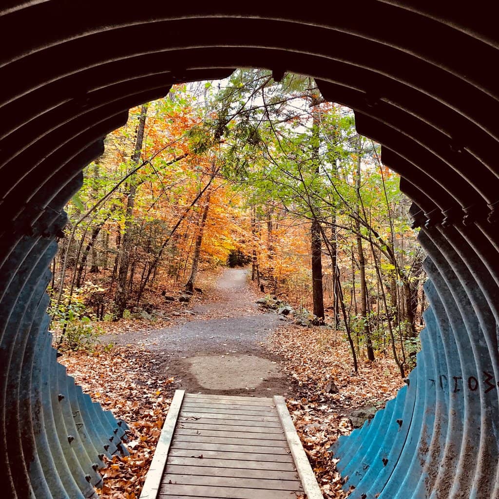 Scenic Loop Trail