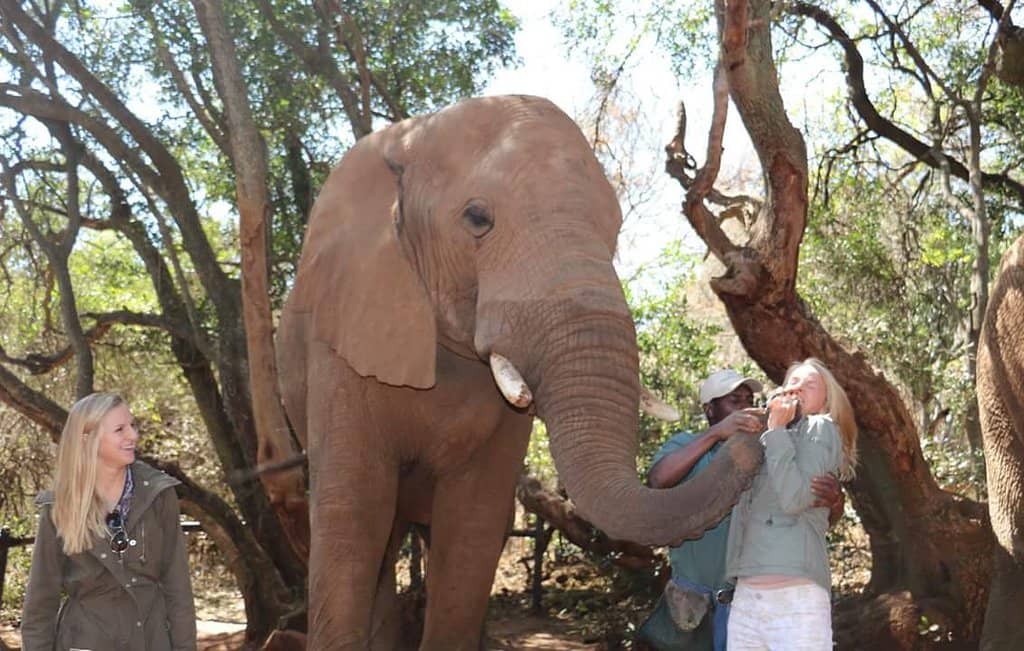 Hands-On Elephant Interaction