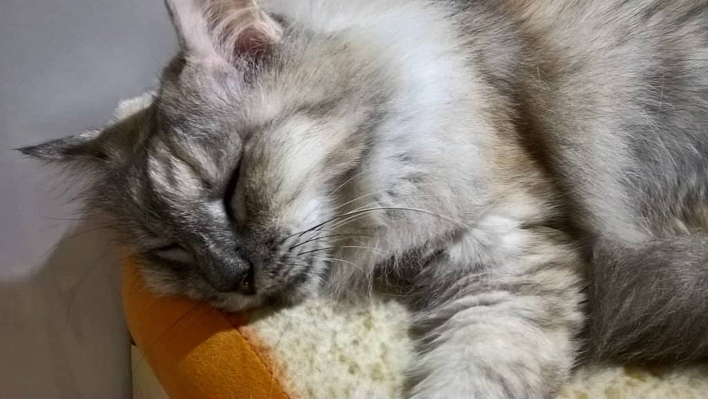 Calm & Clean Environment