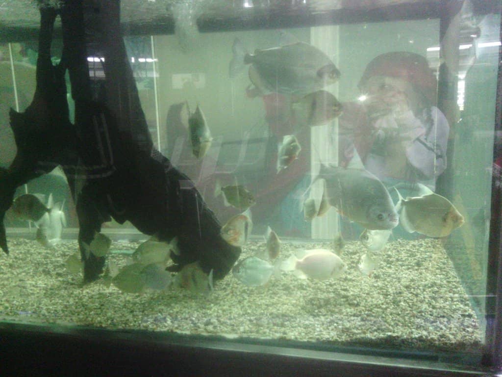 Cultural Exhibits