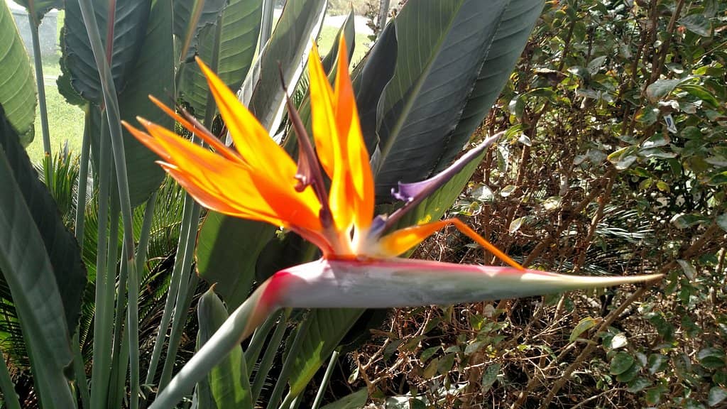 Sophia's Play Garden