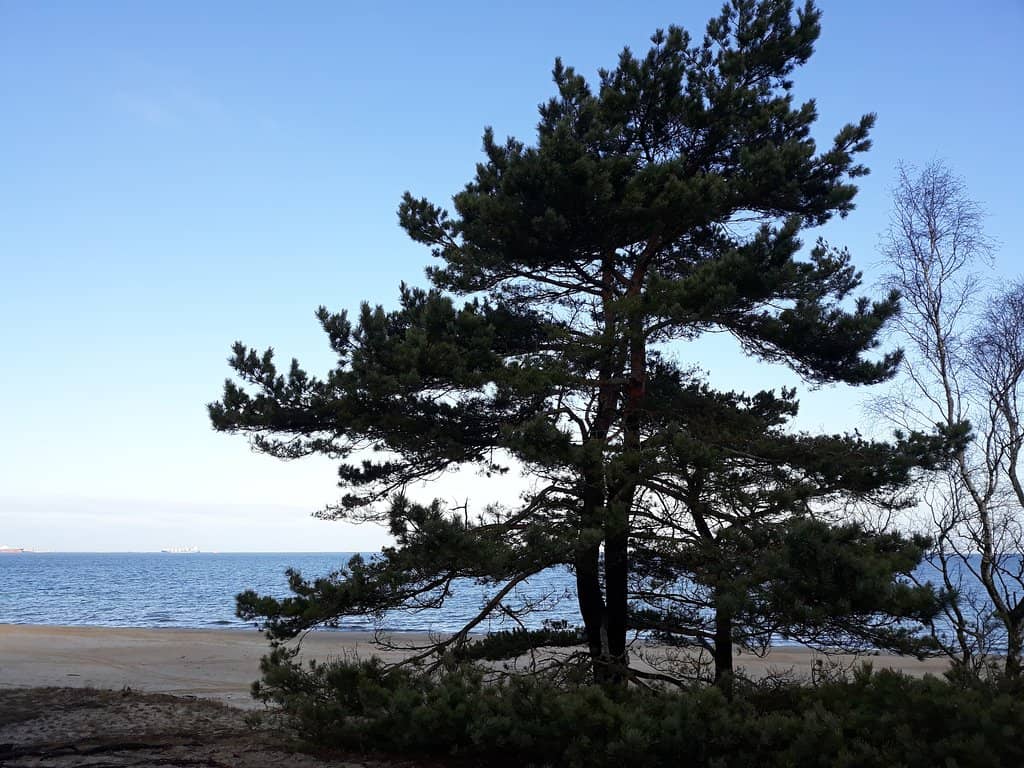 Expansive Sandy Shores