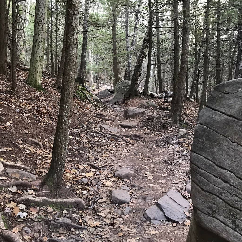 Autumn Foliage Spectacle