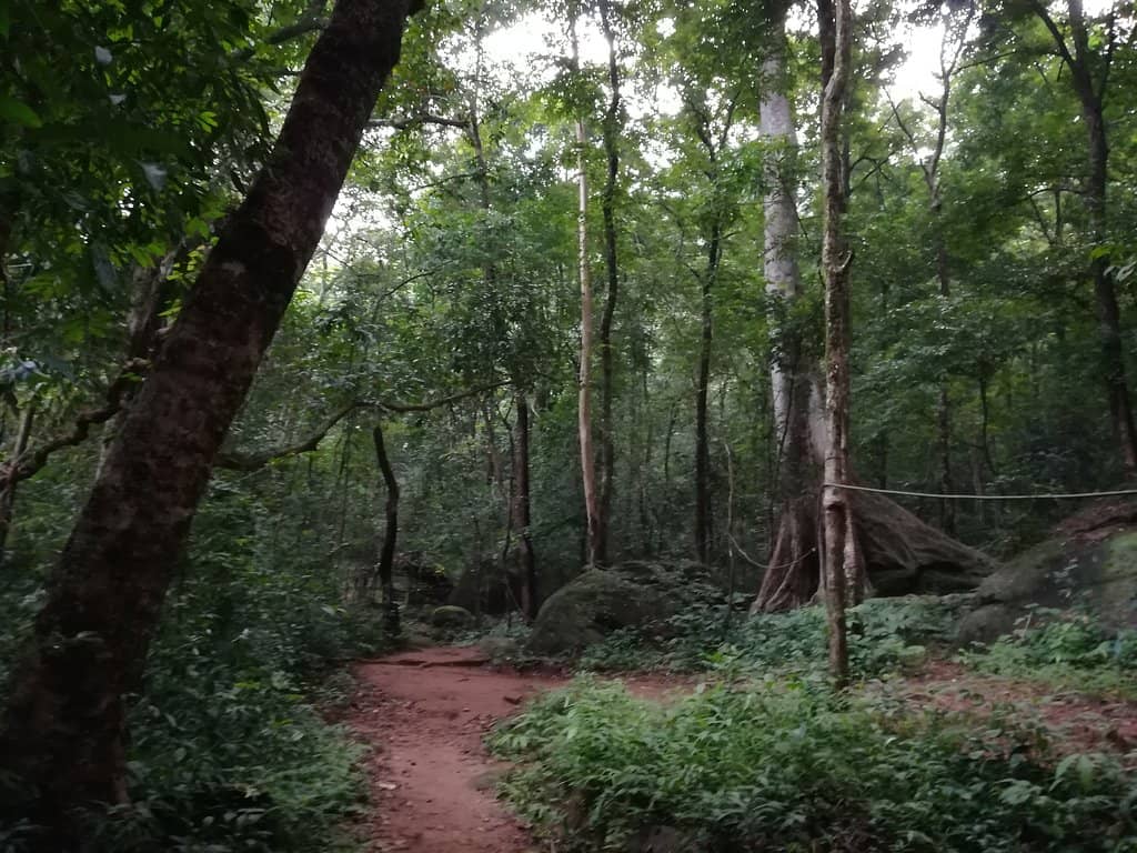 Forest Trek