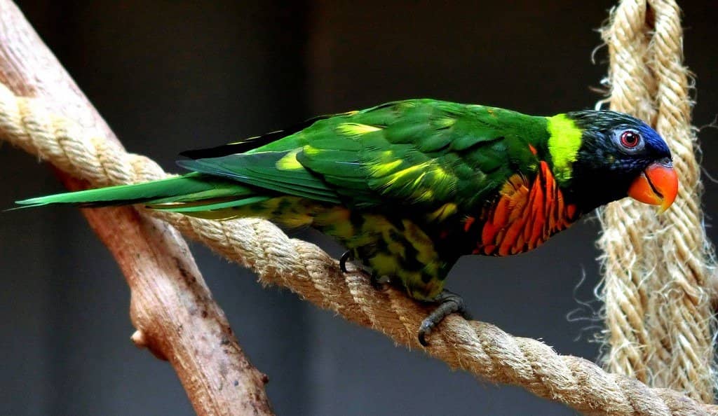 Vast Indoor Botanical Garden
