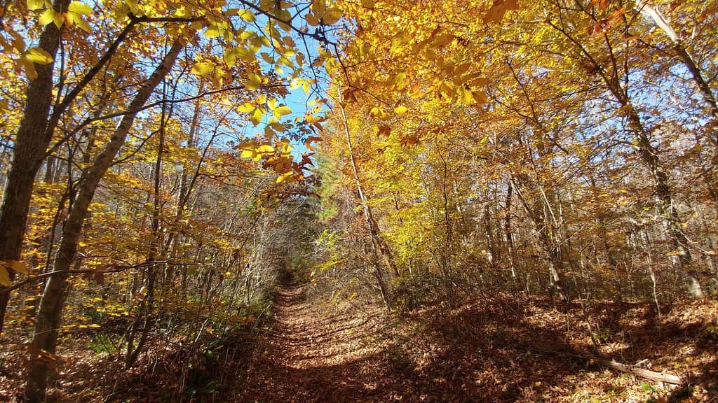 Extensive Trail Network