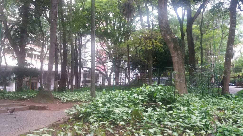 Lush Greenery and Pond
