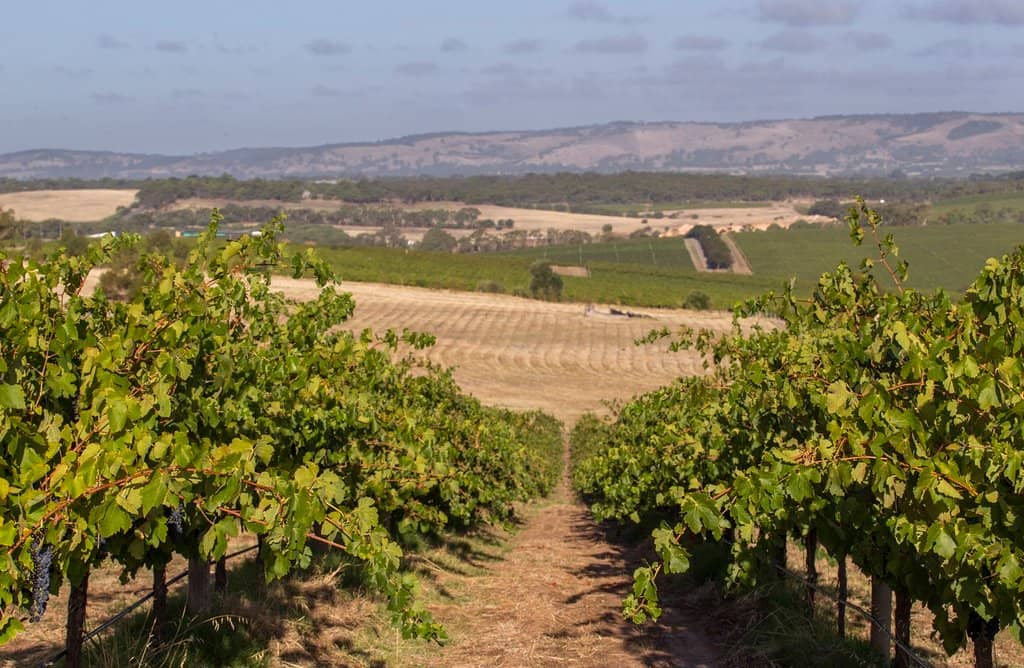 Quandong Farm Shiraz