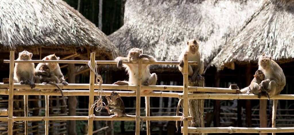 Monkey Island Encounters