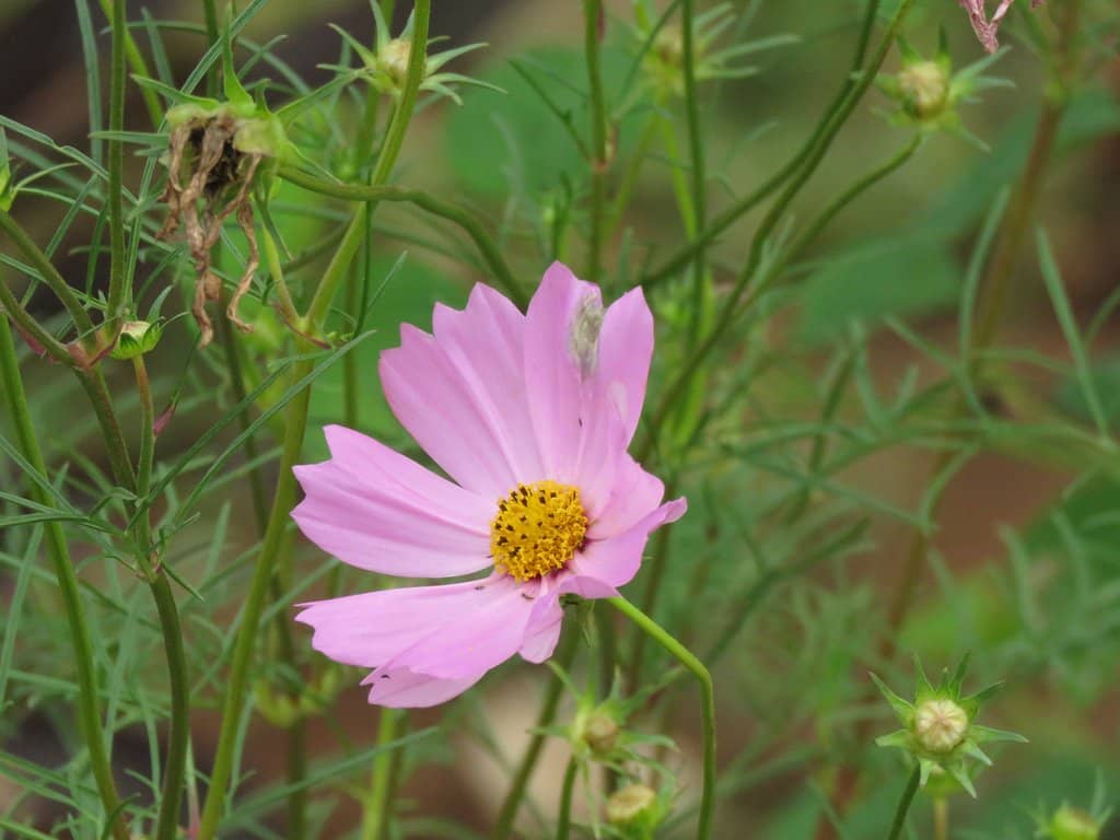 Chandragiri River Confluence