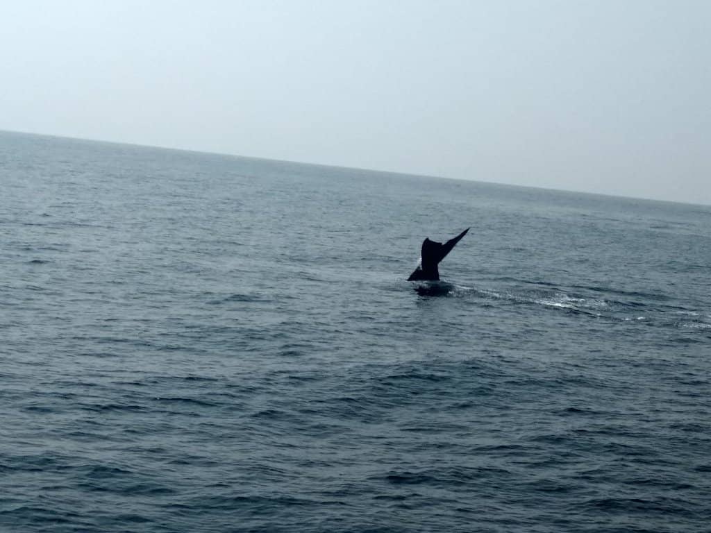 Bryde's Whales