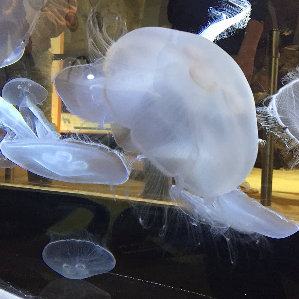 Lake Superior & Michigan Exhibits