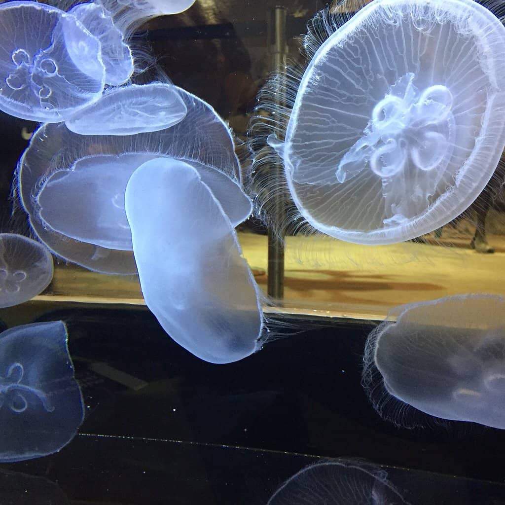 Stingray & Shark Encounters