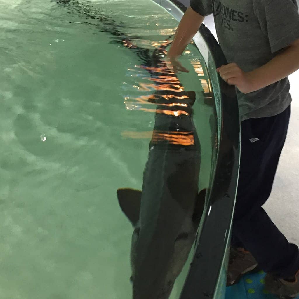 Touch Tanks