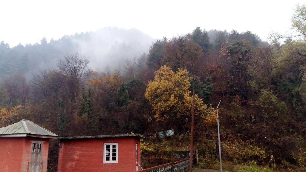 Vibrant Chinar Trees