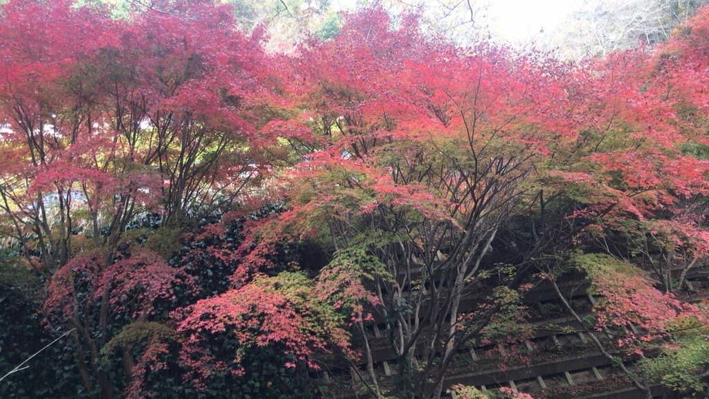 Michelin-Level Dining