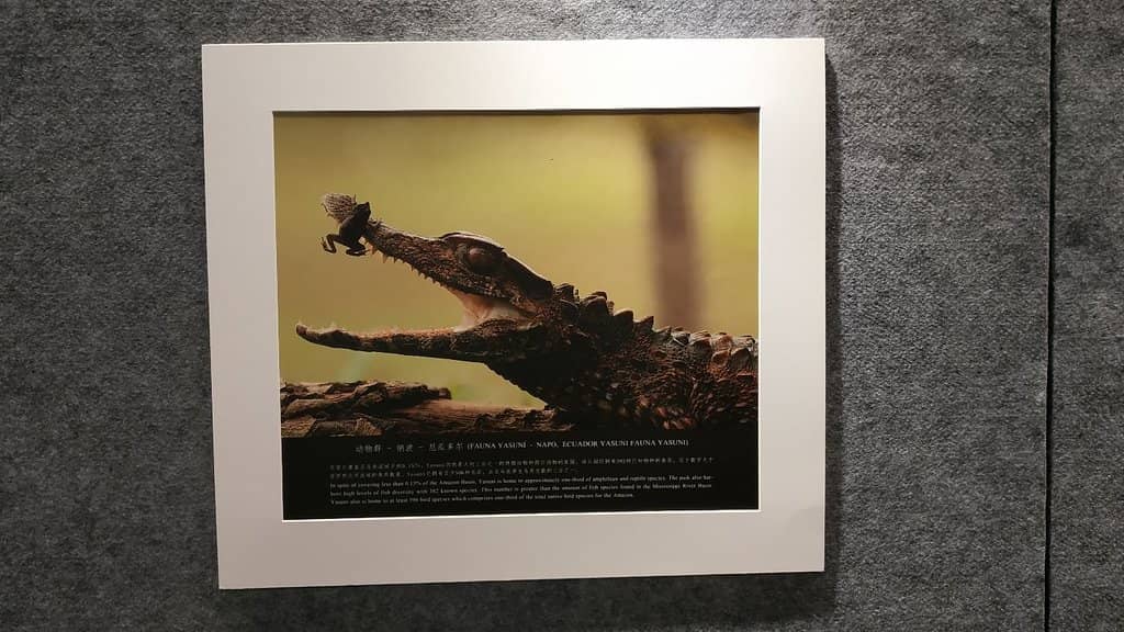 Multicultural Collections