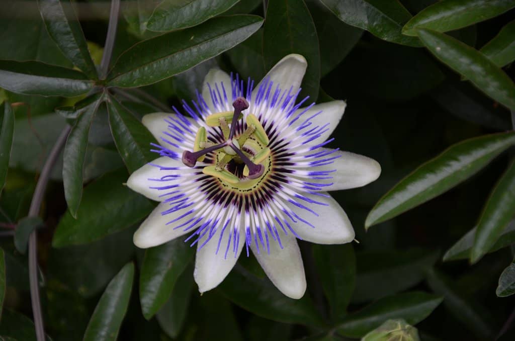 Botanical Gardens