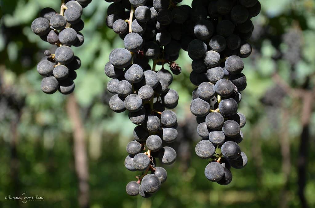 Guided Winery Tour