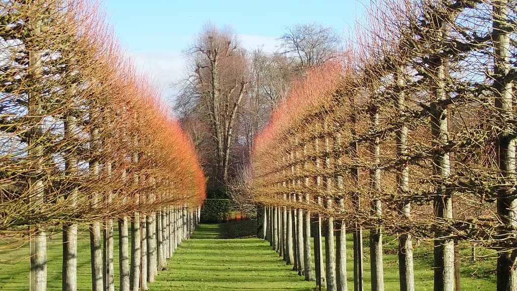 Autumn Apple Harvest Festival